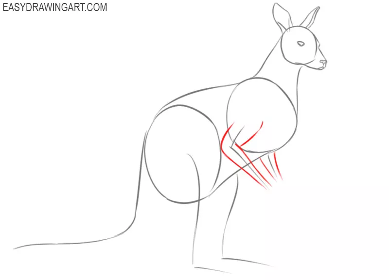 how to draw a cute kangaroo easy