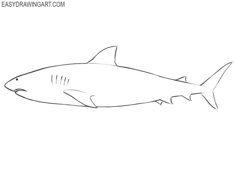 how to draw a cute shark step by step