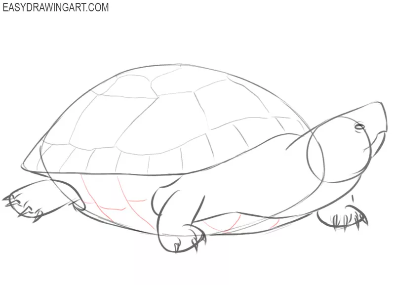 how to draw a cute turtle step by step
