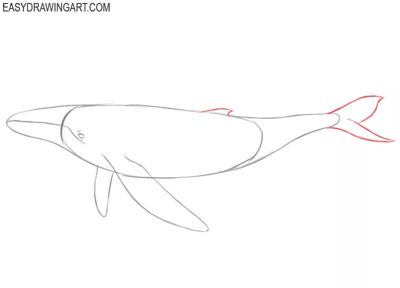 how to draw a cute whale step by step