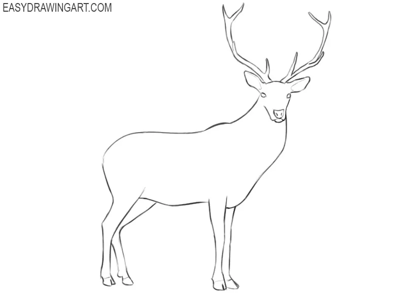 how to draw a deer images
