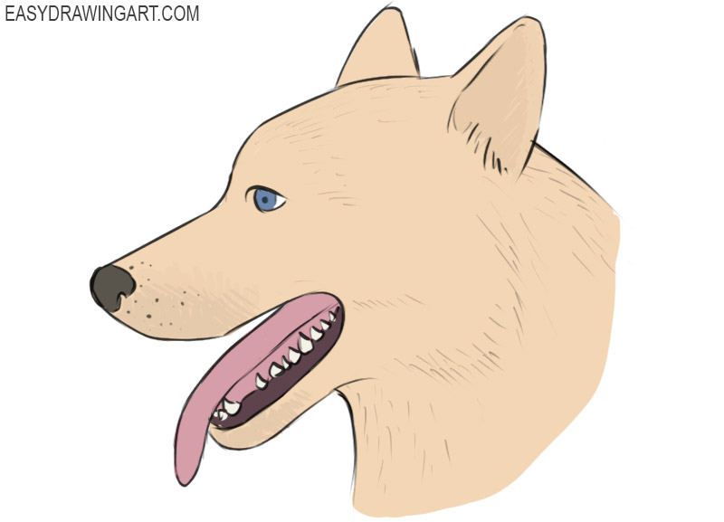how to draw a dog face