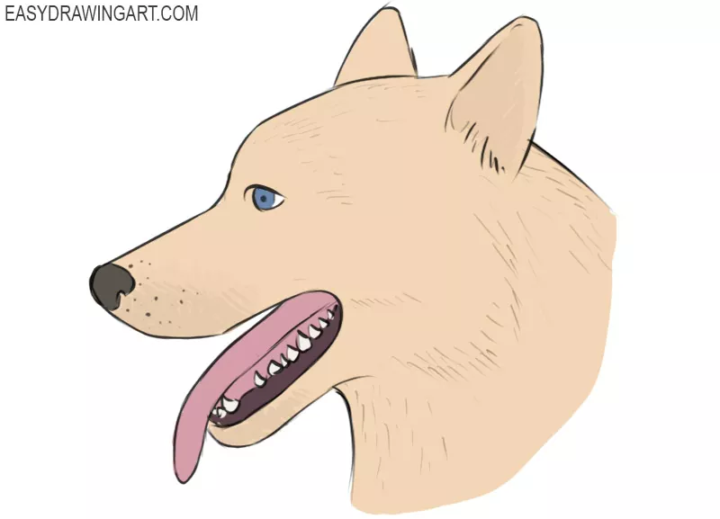 How To Draw A Dog Face Easy Drawing Art