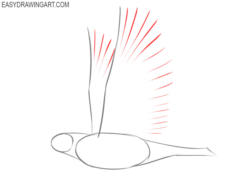 how to draw a dove step by step easy