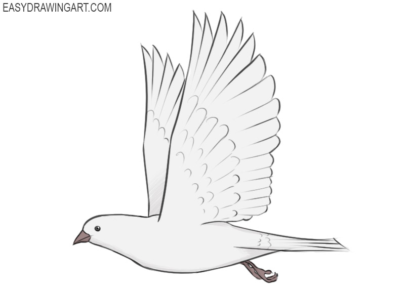 how to draw a dove