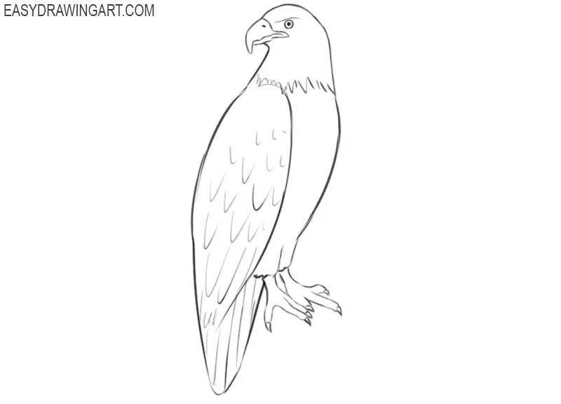 how to draw a eagle draw so cute