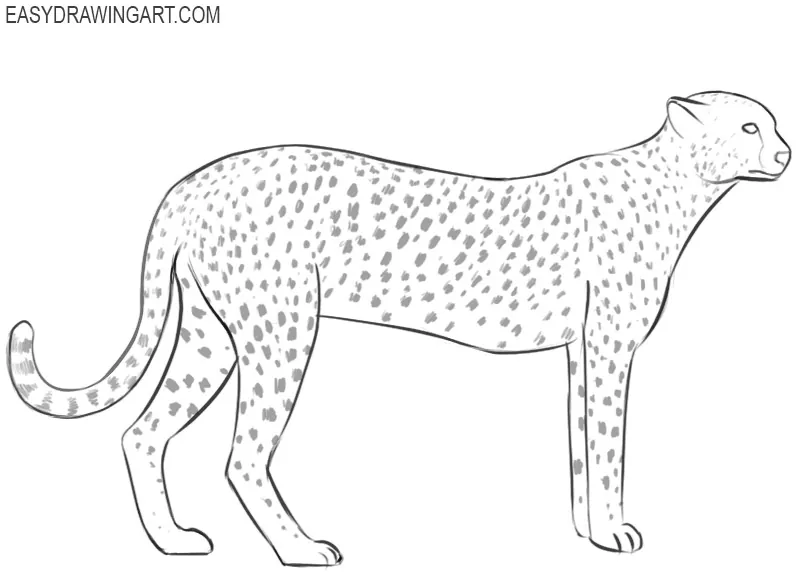 how to draw a easy cheetah