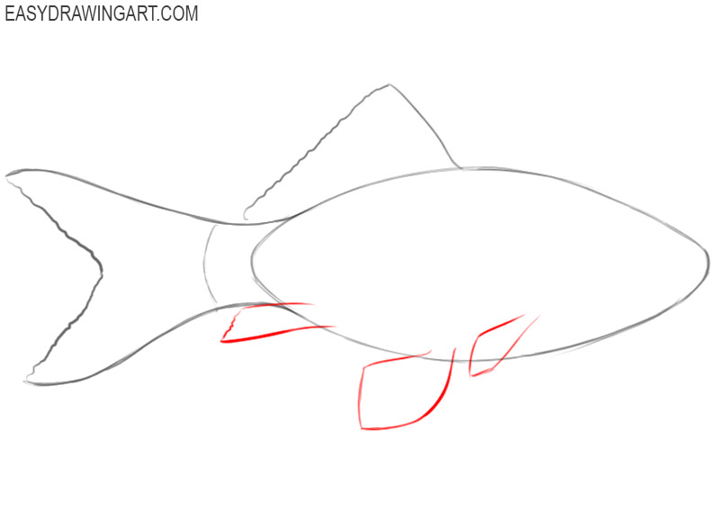 how to draw a fish step by step easy