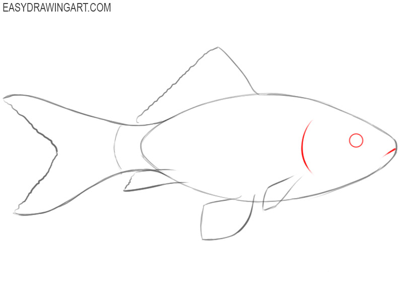 how to draw a fish colors