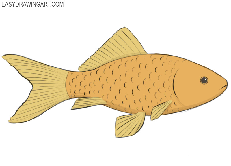 how to draw a fish