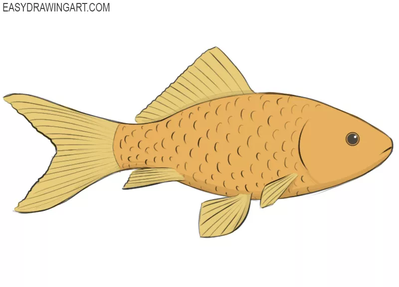 How to Draw a Fish : 9 Steps (with Pictures) - Instructables