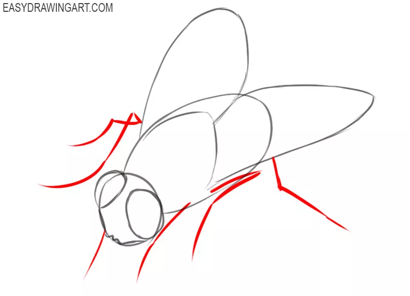 how to draw a fly easy step by step