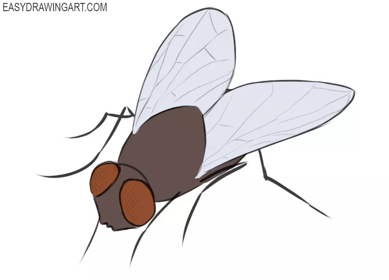 how to draw a fly