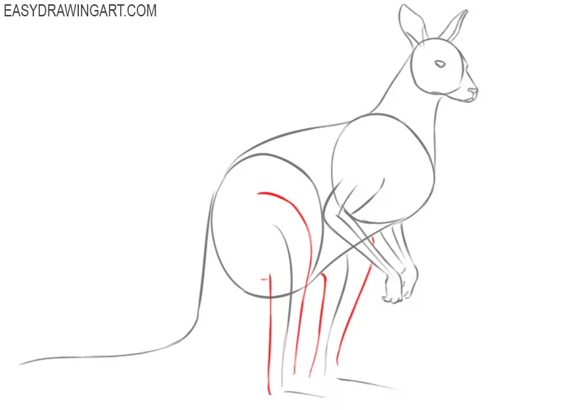how to draw a good kangaroo