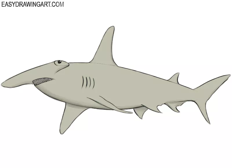 How to Draw a Hammerhead Shark - Easy Drawing Art