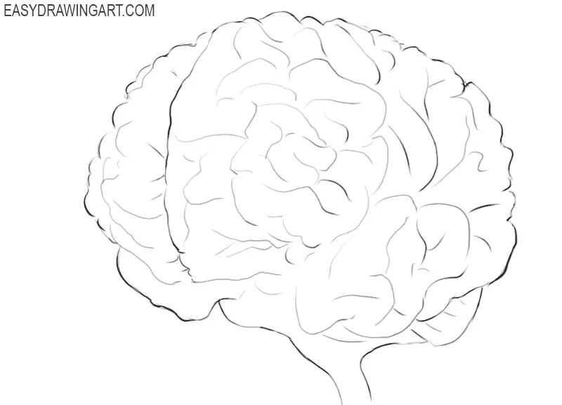 how to draw a human brain