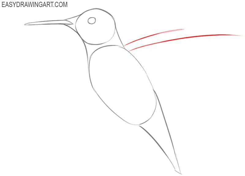 how to draw a hummingbird for beginners