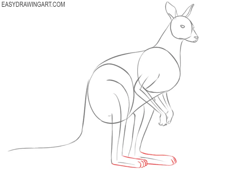 how to draw a kangaroo in steps