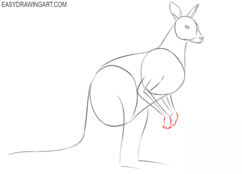 how to draw a kangaroo pencil drawing