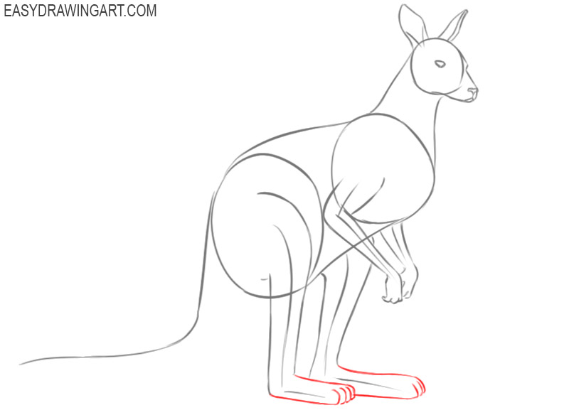 how to draw a kangaroo in steps