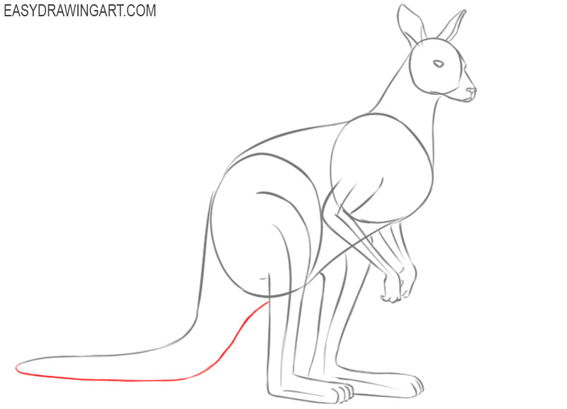 how to draw a kangaroo outline