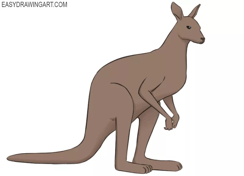 how to draw a kangaroo