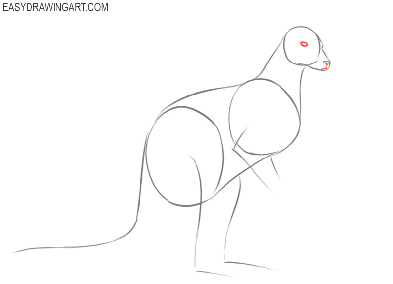 how to draw a cartoon kangaroo easy