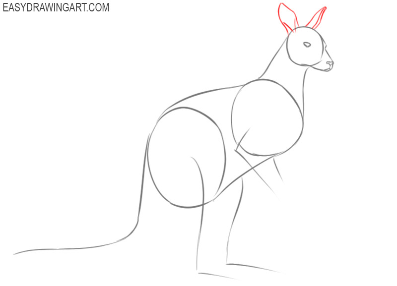 how to draw a cartoon kangaroo step by step