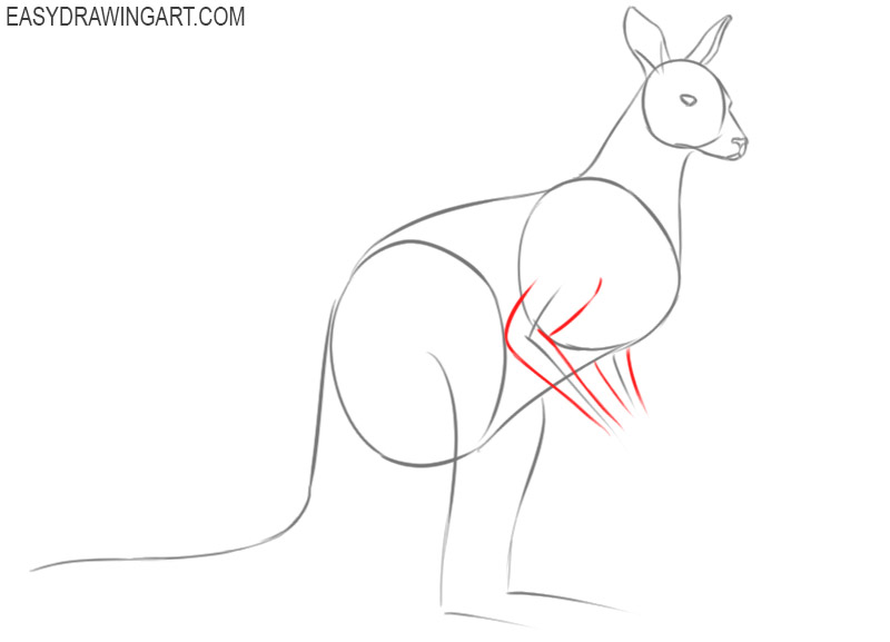how to draw a cute kangaroo easy