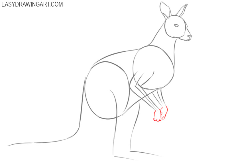 how to draw a kangaroo pencil drawing