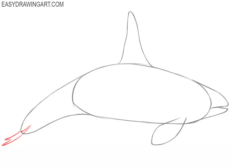 how to draw a killer whale draw so cute