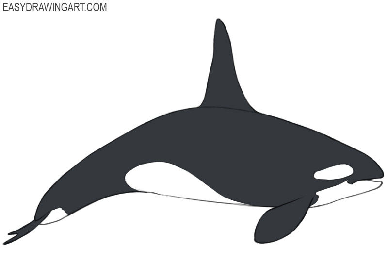 Featured image of post Killer Whale Drawing Easy