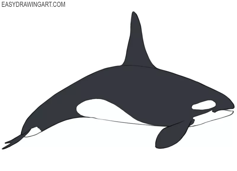 how to draw a killer whale