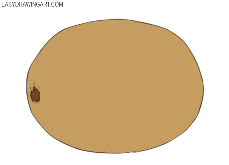 how to draw a kiwi