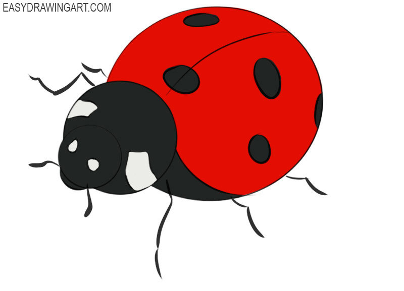 how to draw a ladybug