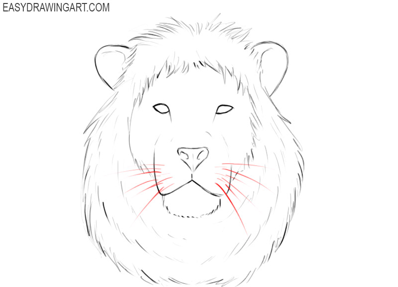 how to draw a male lion head