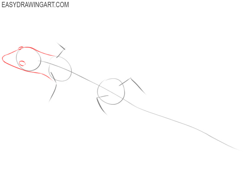 how to draw a lizard step by step