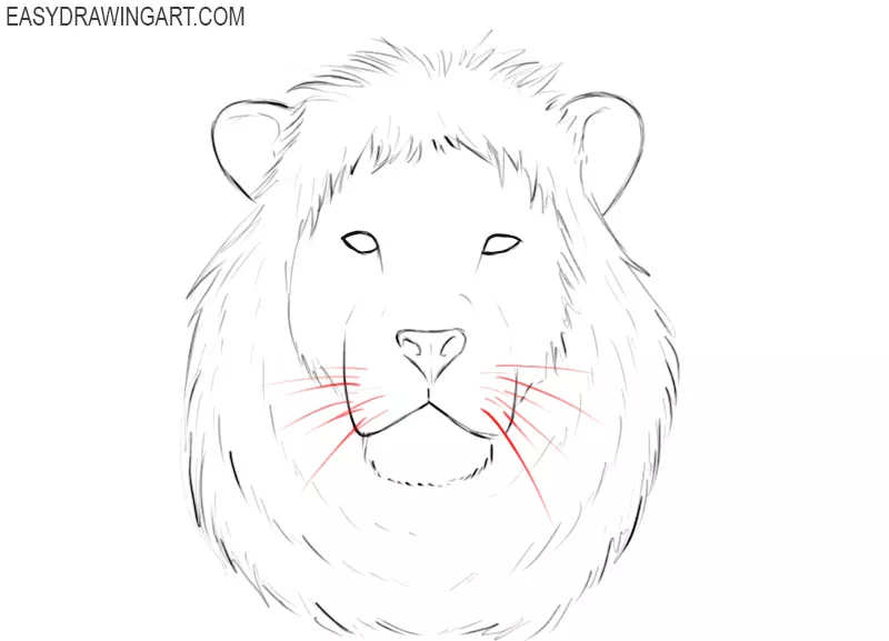 how to draw a male lion head