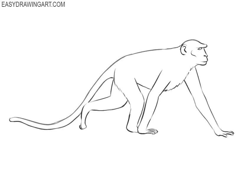 how to draw a monkey draw so cute