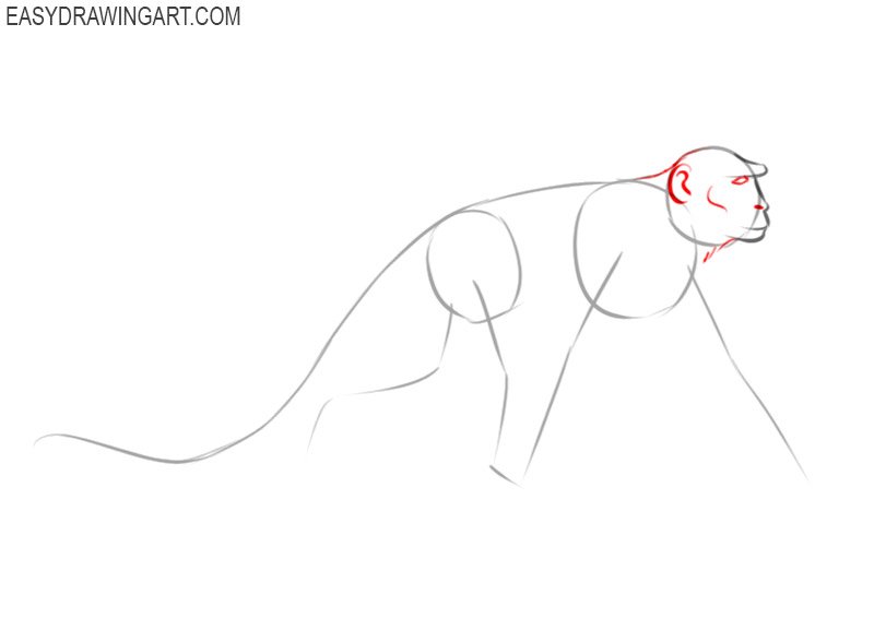 how to draw a monkey for kids