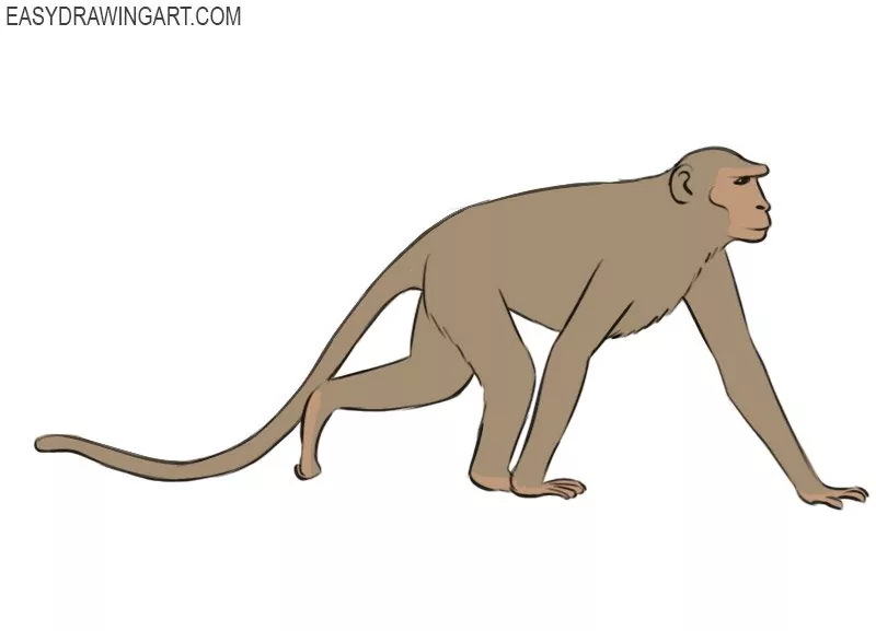 simple cute monkey drawing