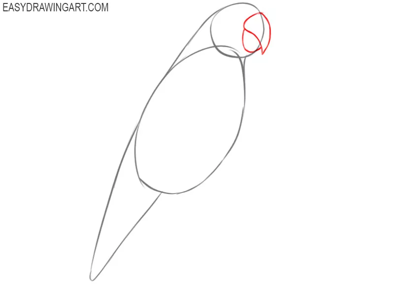 how to draw a parrot bird