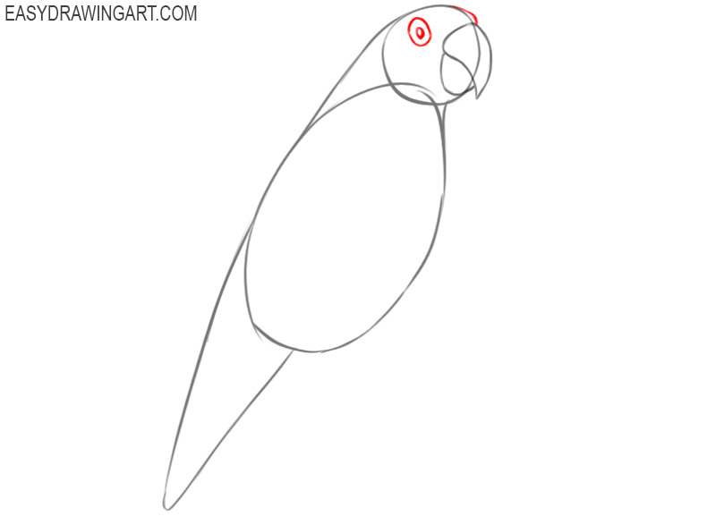 How to Draw a Parrot - Easy Drawing Art