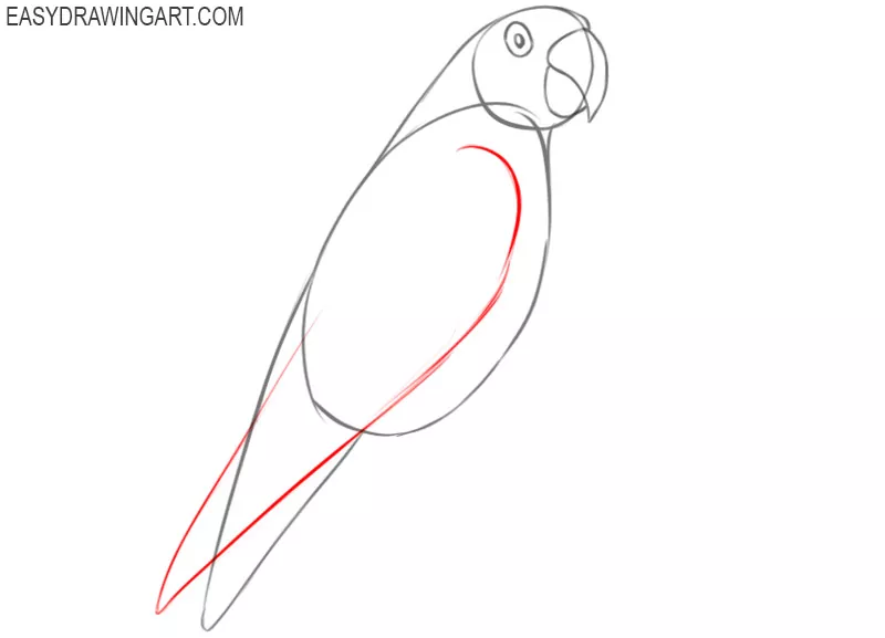 how to draw a parrot cute