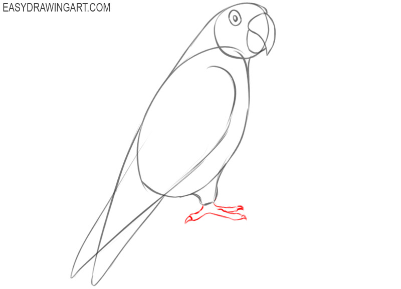How to Draw a Parrot  YouTube