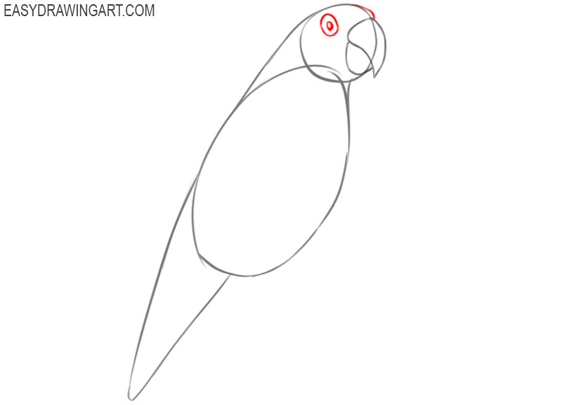 how to draw a parrot cartoon