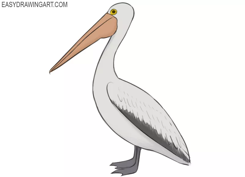 how to draw a pelican