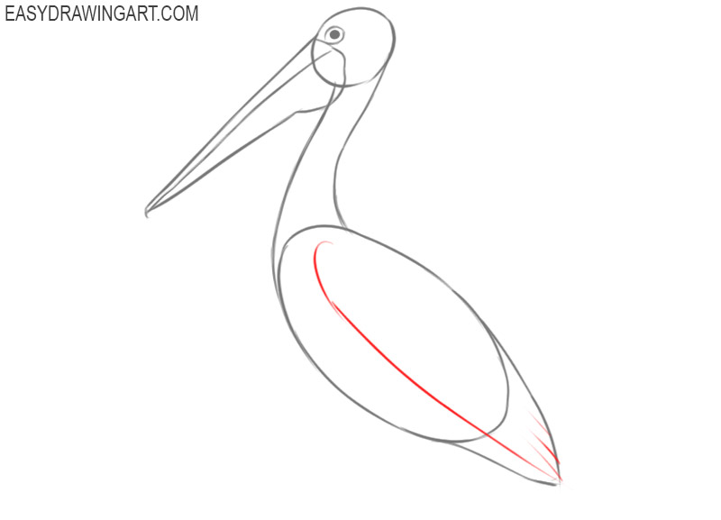 pelican drawing cartoon