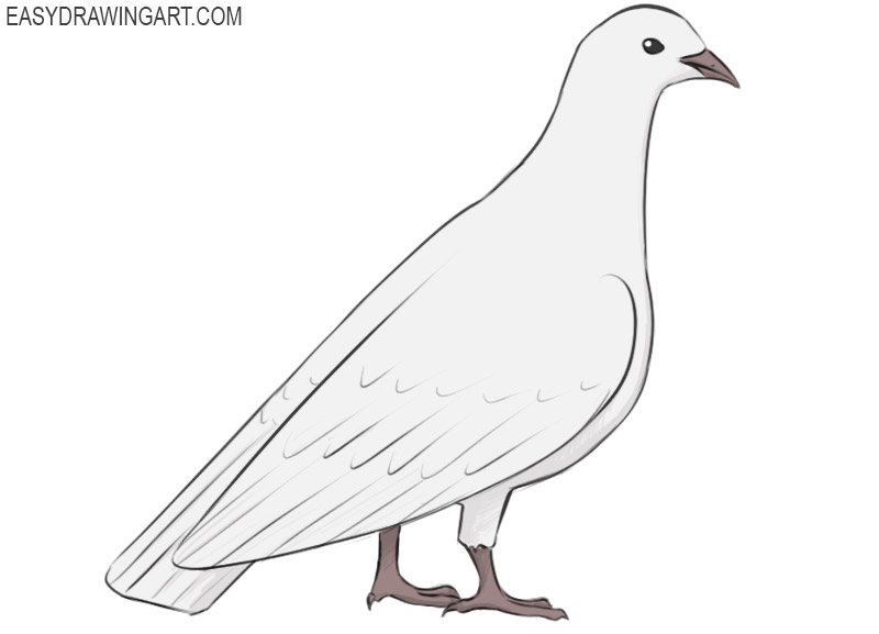 how to draw a pigeon