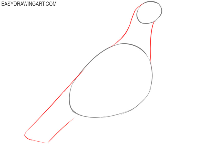 how to draw a pigeon step by step